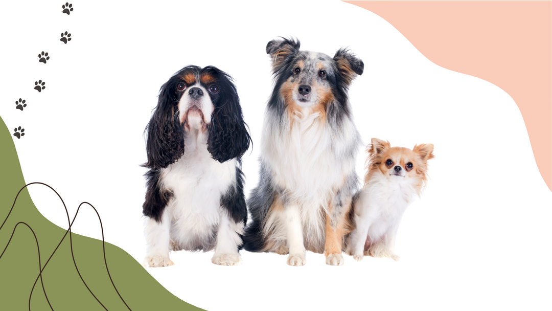 9 Signs Your Dog May Have Joint Problems (That Most Owners Miss!)