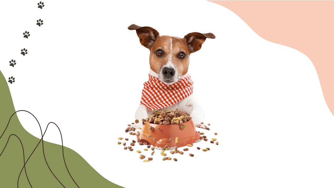 Best Dog Vitamins for Senior Dogs: Keep Your Dog Active - Reksi