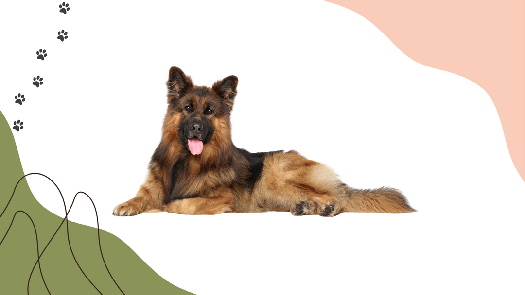 german-shepherd-on-the-floor