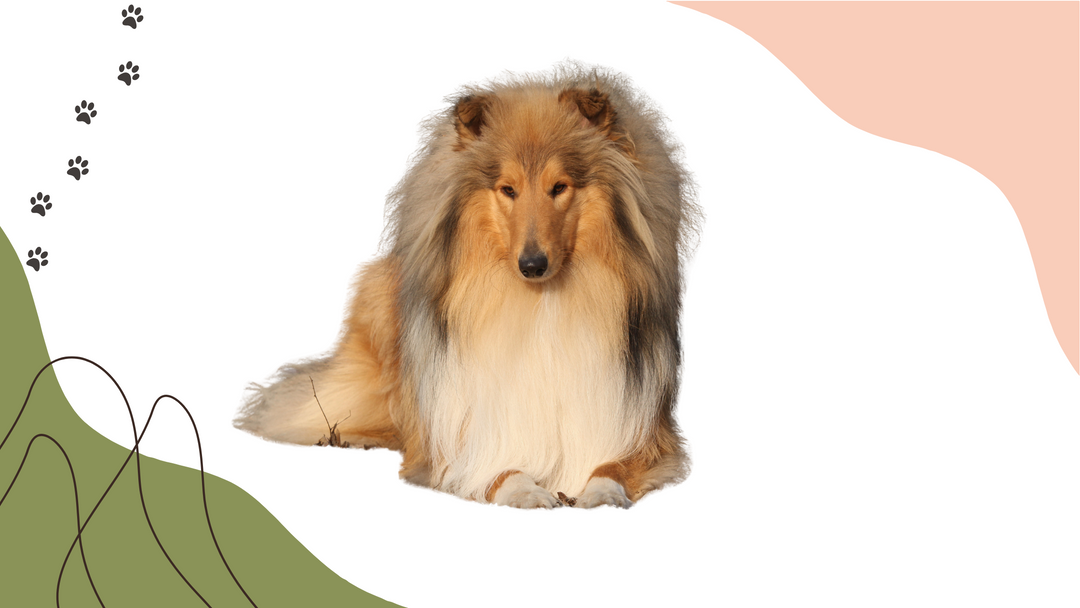 scotch collie