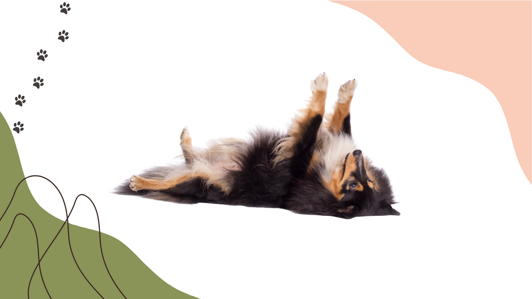 shetland sheepdog laying on the floor