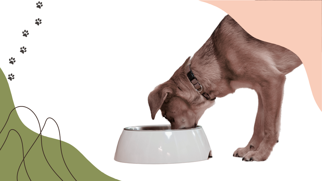 Signs of Nutrient Deficiency in Dogs: How to Spot & Fix Common Nutritional Gaps - Reksi