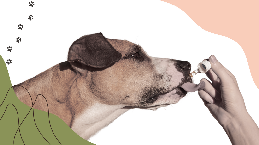 The Ultimate Guide to Supplements for Dogs: Enhancing Your Pet’s Health with Reksi - Reksi