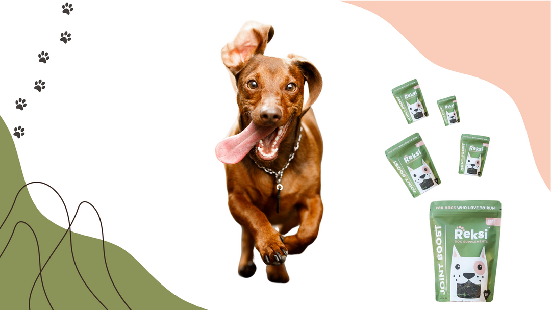 What Is Reksi? The Heartfelt Brand Behind Happy Dogs - Reksi