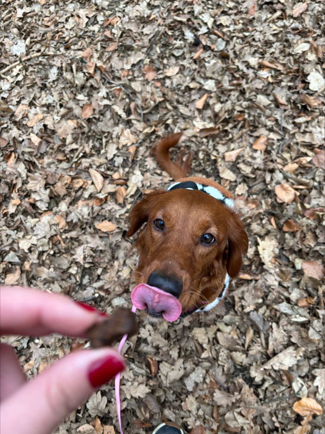 Reksi Joint Support Chewies